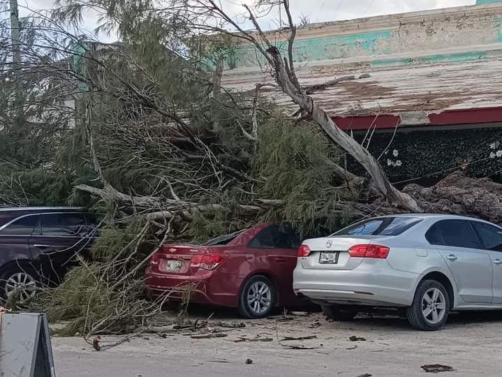 Árbol derribado por fuertes vientos causa daños a vehículos en Telchac