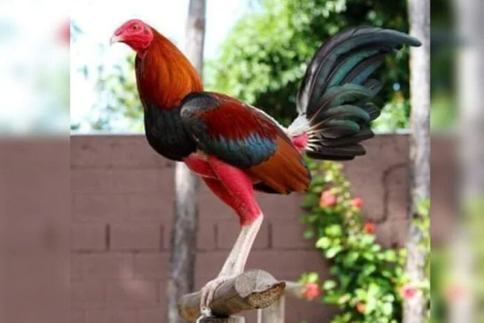 gallo2