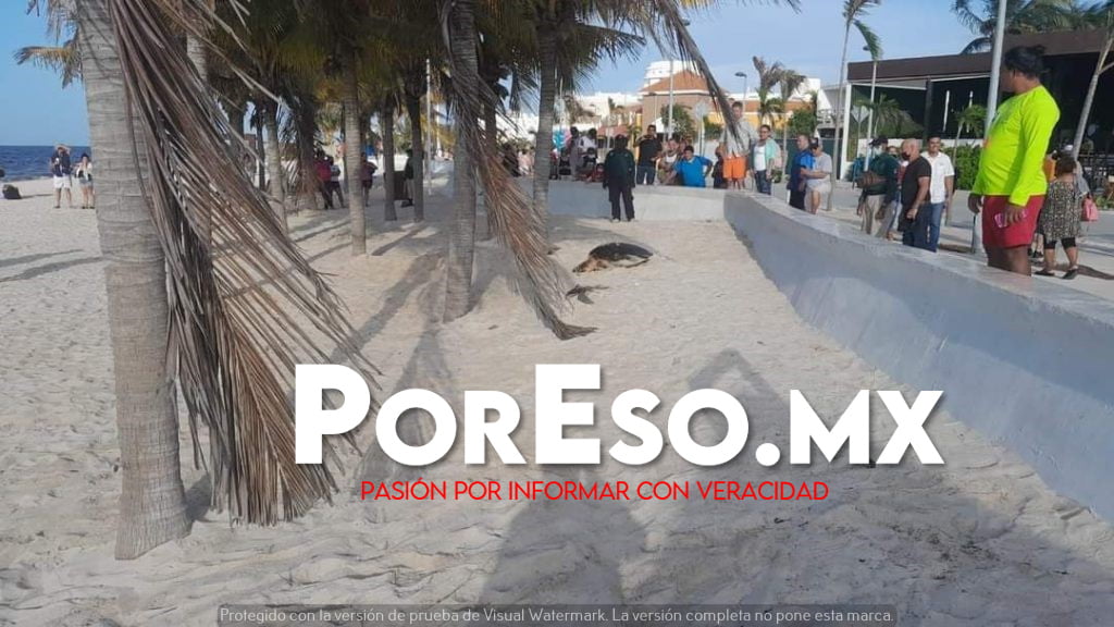 TORTUGA MARINA SORPRENDE AL DESOVAR EN LAS PLAYAS DE PROGRESO