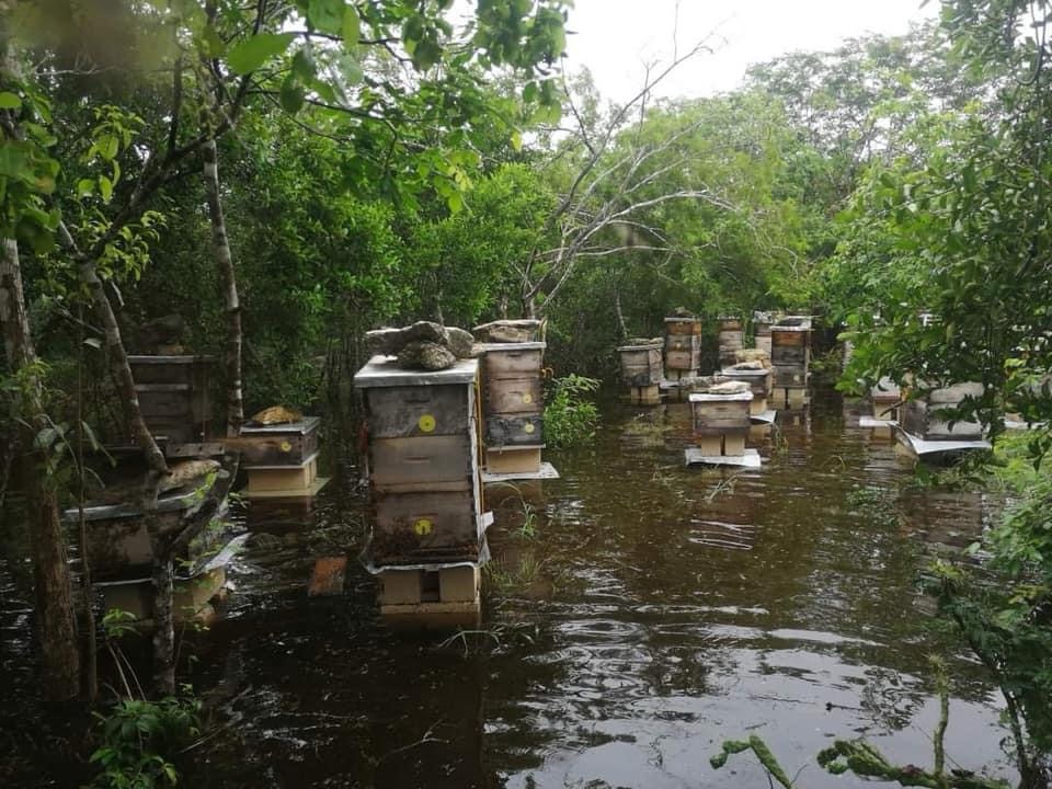 Lluvias Arrasan Con El De Las Colmenas En Yucat N Apicultores En