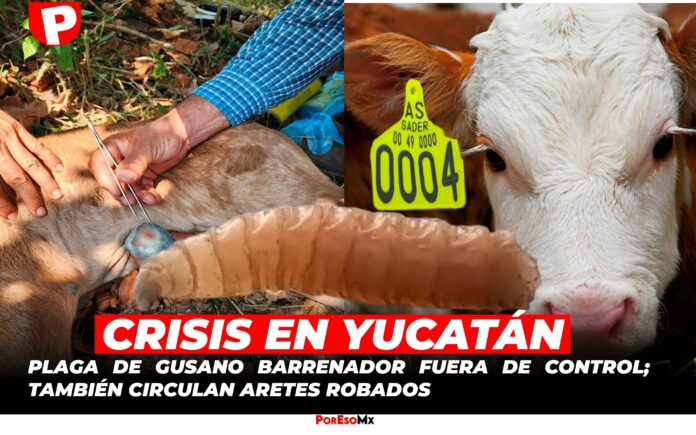 El gusano barrenador desata una crisis ganadera en Yucatán: miles de reses infectadas y dos casos en humanos. A la emergencia se suma el robo de aretes de ganado detectados en la región.